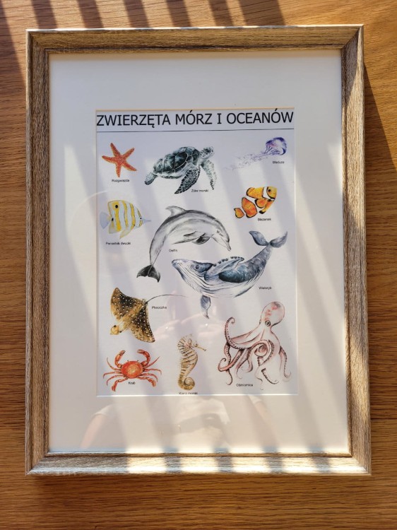 Plakat edukacyjny Zwierzęta mórz i oceanów w ramce