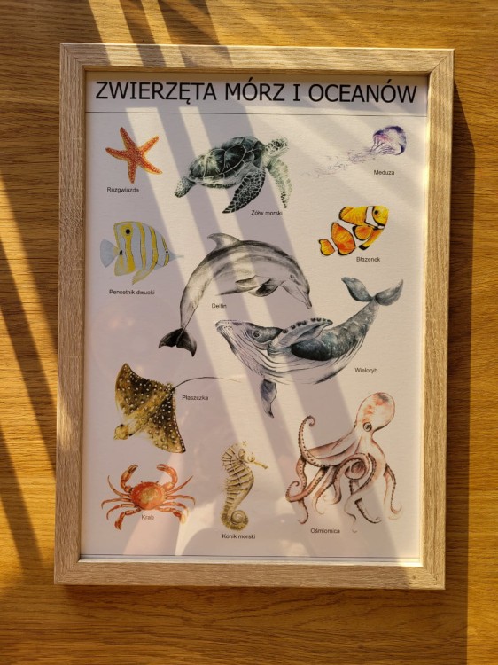 Plakat edukacyjny Zwierzęta mórz i oceanów w dębowej ramce