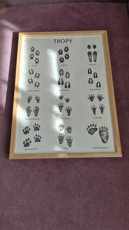 Plakat edukacyjny tropy ramka dębowa