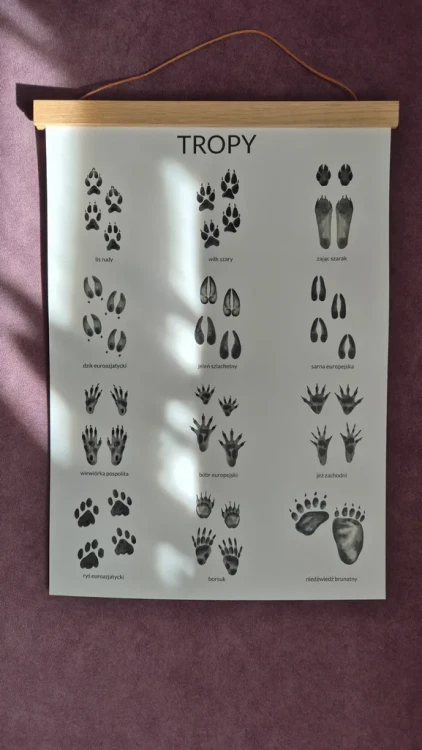 Plakat edukacyjny tropy wieszak dębowy